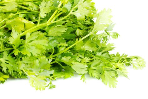 Coriander Isolated Pictures Coriander Isolated Stock Photos And Images