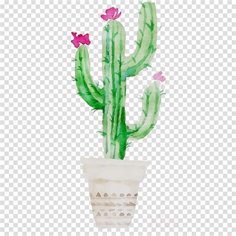 Cactus Clipart Free Transparent Background And Other Clipart Images On