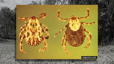 Theyre Here To Stay More Ticks In Michigan This Year Than Ever Before