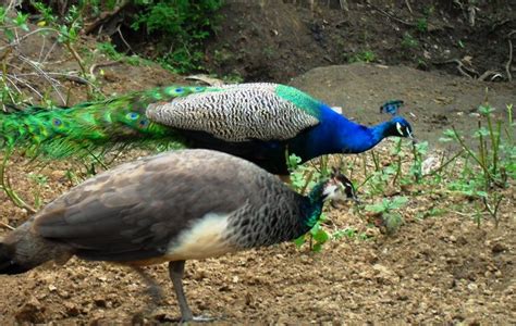 Female Peacocks Male Vs Female Identification Guide Birdfact Riset