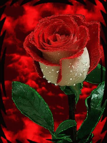 Gifs Mensagens E Imagens Gifs De Rosas Rose Wallpaper Love Heart My Xxx Hot Girl