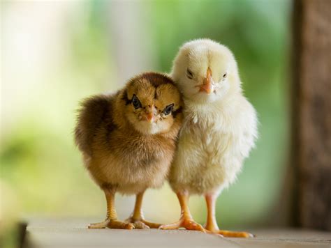 Distress calls from baby chicks predict the health of the whole flock ...