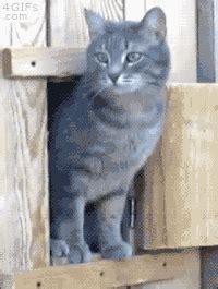Скачать минус песни «beetlejuice» 256kbps. funny cats gifs | Tumblr