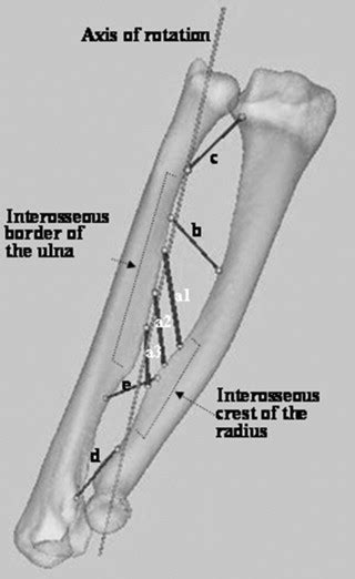 Interosseous Membrane Of The Forearm Length Change Of Ligaments During