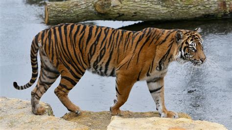 Female Tiger At London Zoo Killed By Prospective Mate Ctv News