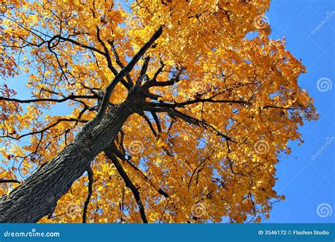 Backlit Autumn Oak Tree Stock Photo Image Of Detail Countryside 3546172