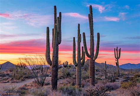 Bold Stand Of Saguaro Cactus At Sunset Near Phoenix Arizona Hd Wallpaper