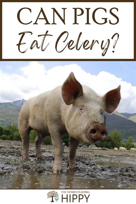 Can Pigs Eat Celery Is It Safe The Homesteading Hippy