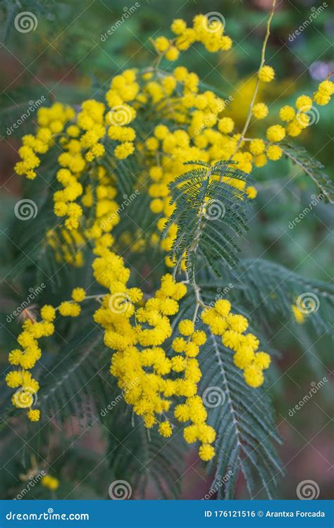 Detail Shot Of Yellow Mimosa Flowers With Selective Focus On Vertical