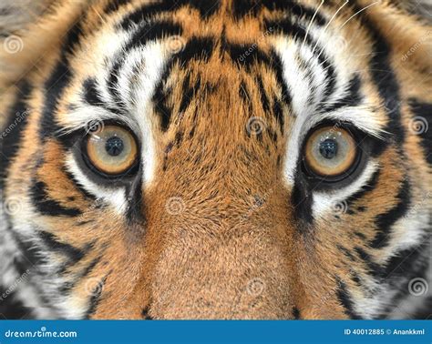 Bengal Tiger Eyes Stock Image Image Of Mammal Yellow 40012885