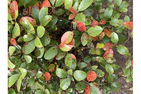 Leaf Spot Disease Appearing On Indian Hawthorn