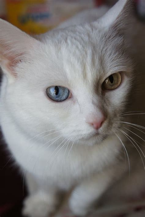 The Cat Is Albino Stock Photo Image Of Domestic Eyes 83271268
