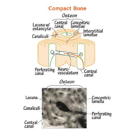 Histology Glossary Histology Compact Bone Draw It To Know It