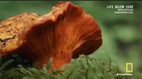 Edible Mushrooms In Washington All Mushroom Info