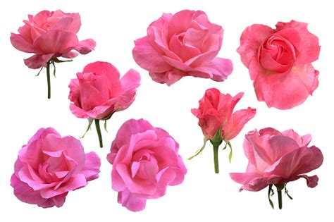 Pink Isolated Roses Set Stem Without Leaves Delicate Flower Branch On