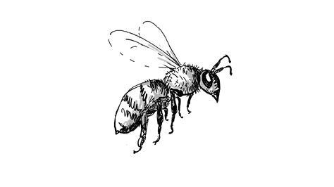 Пчела карандашом рисунок 29 фото