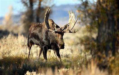 Elk Goodwp Desktop Moose Wallpapers