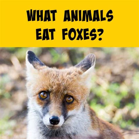 What Eats Foxes In The Food Chain Squirrels At The Feeder