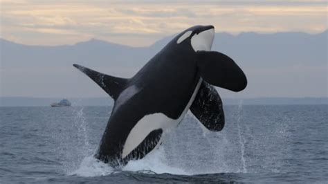 Close Fisheries To Save West Coast Killer Whales Says Federal Report