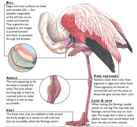Greater Flamingo Birds