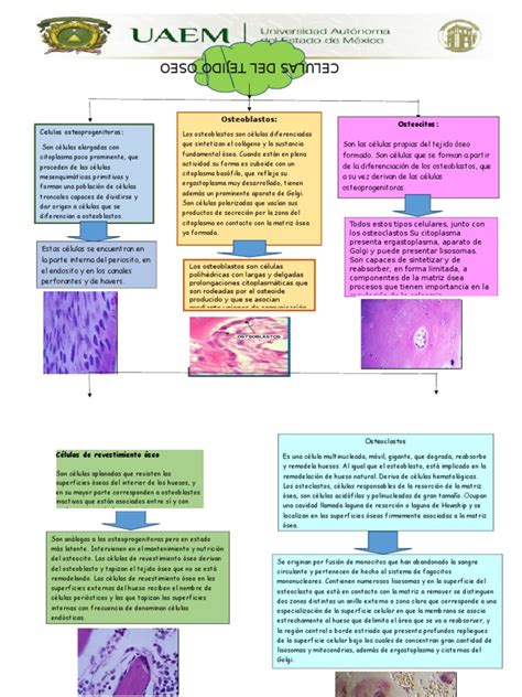 Mapas Conceptuales Histologia Hueso Osteoblastos