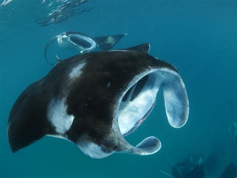 Everything You Need To Know About Diving With Manta Rays