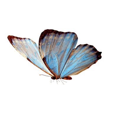 If you like, you can download pictures in icon format or directly. Butterfly Flying transparent PNG - StickPNG