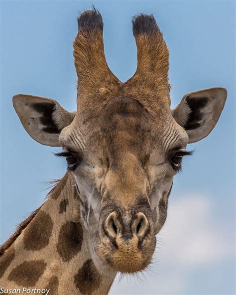 Long Necks And Doe Eyes 12 Photos For Giraffe Lovers