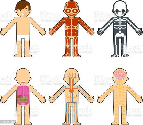 Ilustración De Cuerpo De Anatomía Para Niños Y Más Vectores Libres De