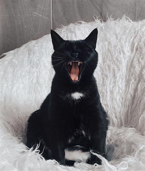 Foxblood On Instagram Black Cat Appreciation Post 🖤 Theopaque