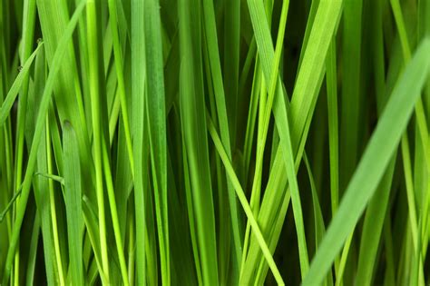 Grass Background Free Stock Photo Public Domain Pictures