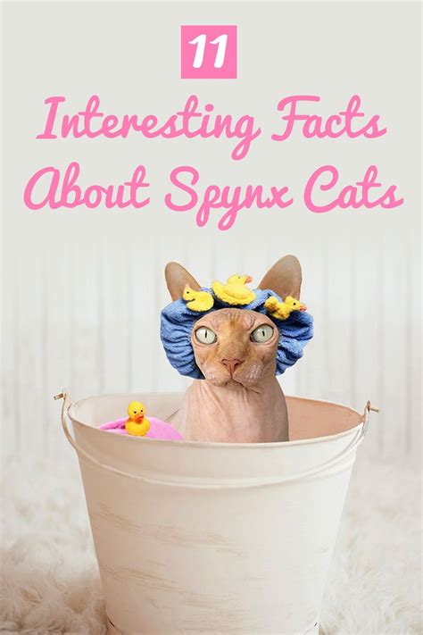 11 Interesting Facts About Sphynx Cats Sphynx Cat Cat Facts Sphynx