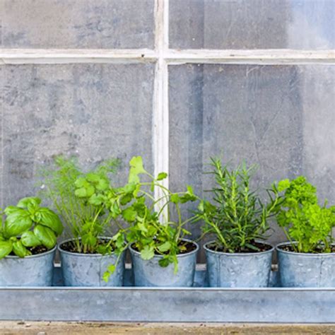 Tips For Growing Herbs Indoors Growing Herbs Indoors Herbs Indoors