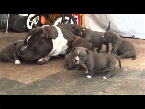 High to low nearest first. Americanbully in punjab for sale whatsapp me on ...