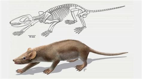 Fossilized Jaw Bone Reveals Early Evolution Of Mammals Chicago News