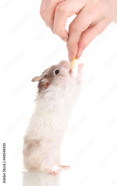 Cute Hamster Standing Isolated White Stock Photo Adobe Stock