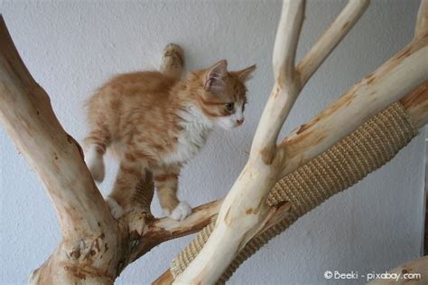 Katzensichere wohnung was muss ich beachten teil 1 ratgeber katzen katzen wohnungen katzen beschaftigen. katze-kratzbaum - Wohnen | HausXXL | Wohnen | HausXXL