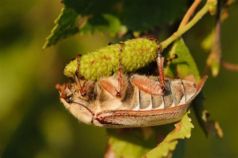 Een plaag voor het gazon, een lust voor het oog van de natuurfotograaf. Meikever - wil naar buiten