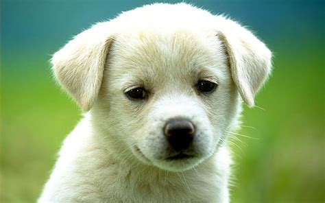White Puppy Wallpaper High Definition High Quality Widescreen