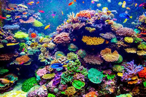 Why Did These Colorful Coral Reefs Shock Scientists From The Grapevine