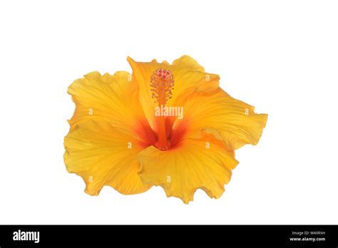 Single Yellow Hibiscus Flower Isolated On White Stock Photo Alamy