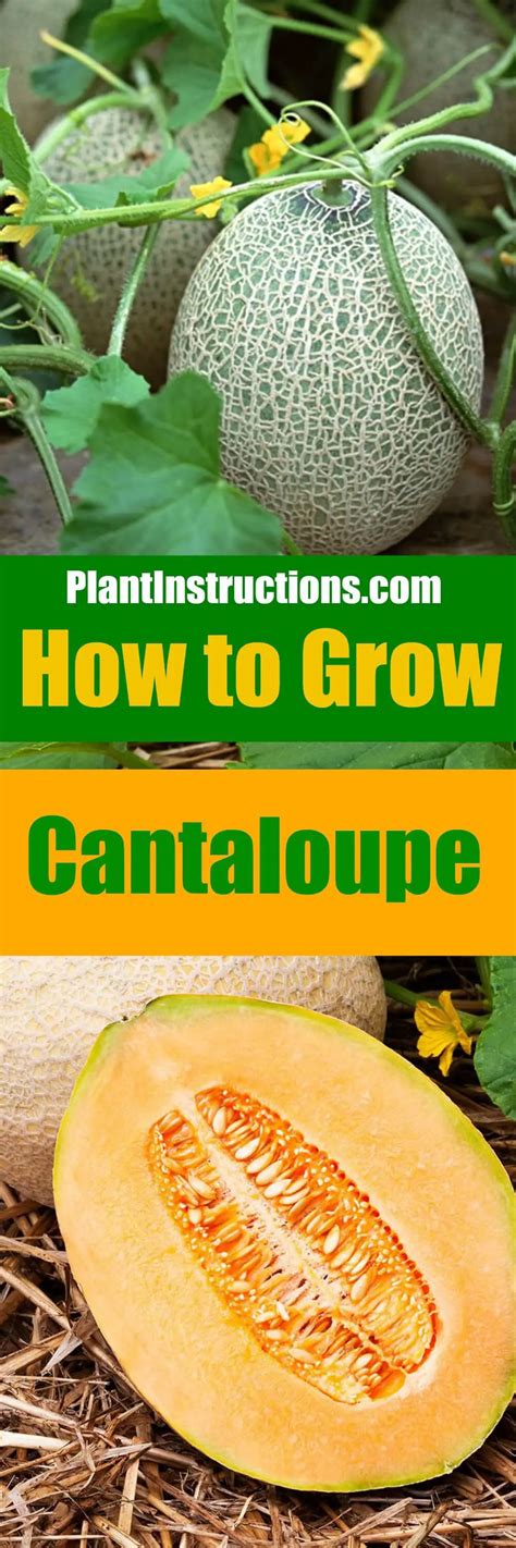 How To Grow Cantaloupe Plant Instructions