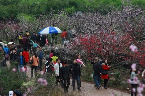 Guilin Gongcheng Peach Blossom Festival Held In March Cn