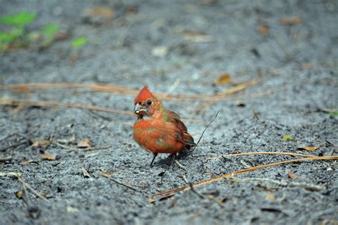 Juvenile Male Cardinal Photograph By Aimee L Maher Alm Gallery Pixels