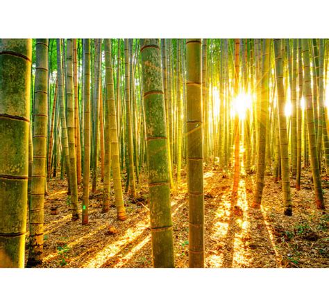 Zen Ruimte Fotobehang Bamboe Bomen In Bos Tenstickers
