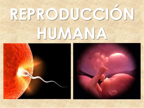 sexualidad y sistema reproductor humano images and photos finder