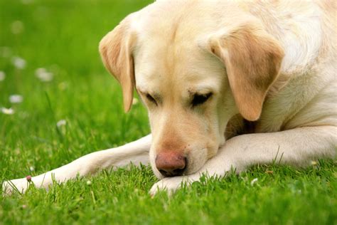 How Are Ulcers In Dogs Treated