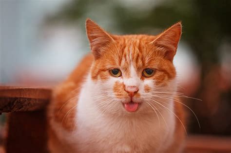 Cat Heavy Breathing Mouth Open Cat Meme Stock Pictures And Photos