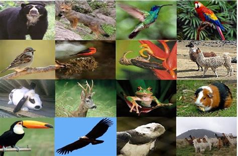 Animales De La Costa Ecuatoriana Y Sus Características