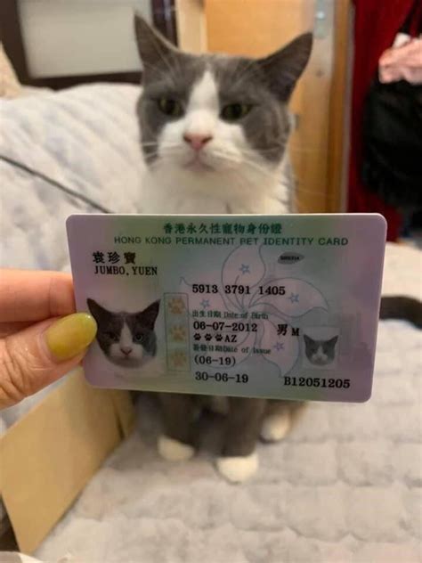 In Hong Kong Pets Have Their Own Id Cards Cats Pets Funny Cat Memes
